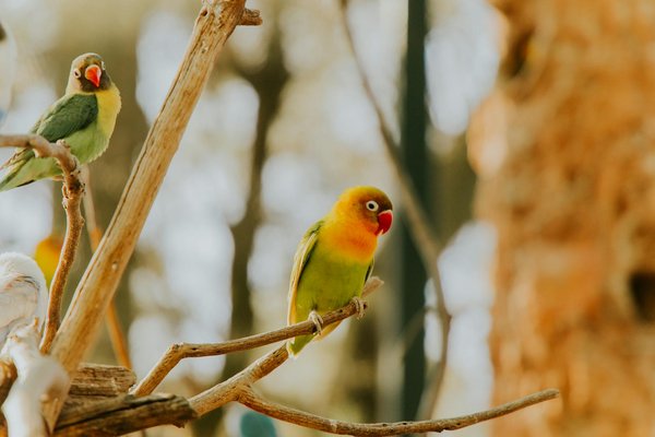 Les kangourous ont-ils des habitudes alimentaires saisonnières ?