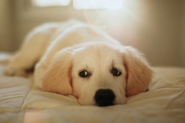 Top 5 colliers connectés pour chien avec gps et suivi santé