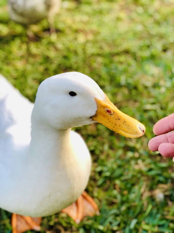 Comment enseigner à un chat à ne pas attaquer les oiseaux domestiques ?