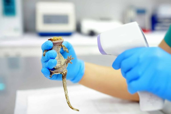 Quelles précautions prendre lors de l'introduction d'un nouveau reptile dans un vivarium existant ?