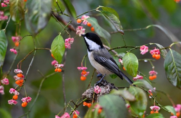 Quels enrichissements environnementaux sont bénéfiques pour les hérissons ?
