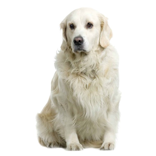 Quelles sont les meilleures pratiques pour le toilettage et l'hygiène des lapins nains ?