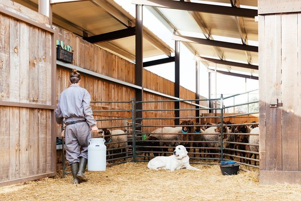Pourquoi installer un enclos pour chiens ?