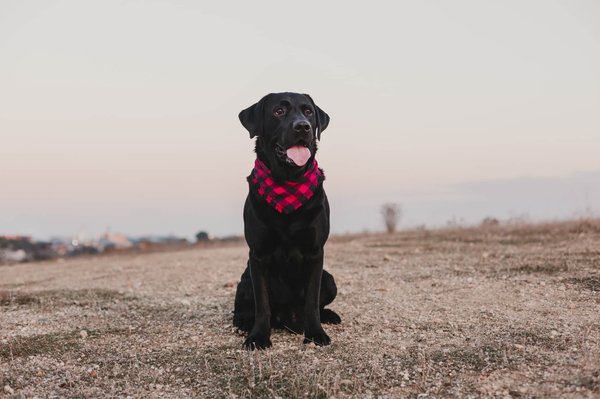 Bandanas pour chien : utilisation, entretien et critères de choix