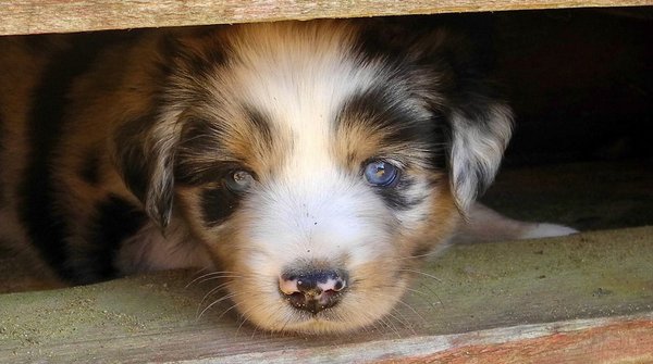 Ce qu'il faut savoir avant d'acheter un berger américain miniature